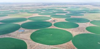 Cina: Mongolia Interna, coltura di foraggio pregiato blocca desertificazione (3)