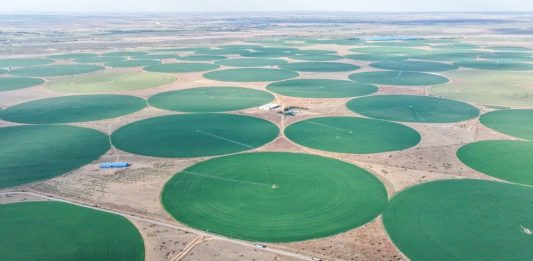 Cina: Mongolia Interna, coltura di foraggio pregiato blocca desertificazione (3)