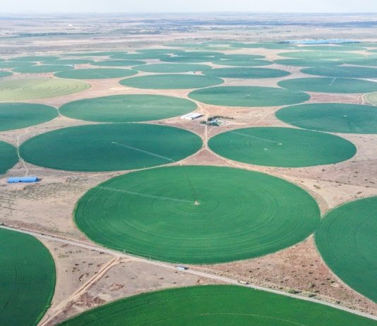 Cina: Mongolia Interna, coltura di foraggio pregiato blocca desertificazione (3)