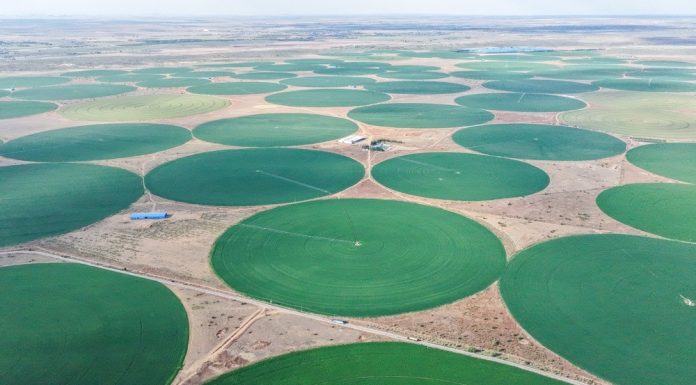 Cina: Mongolia Interna, coltura di foraggio pregiato blocca desertificazione (3)
