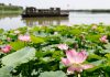 Cina: paesaggi con fiori di loto nel parco delle zone umide di Yinchuan (3)