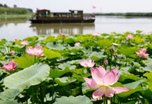 Cina: paesaggi con fiori di loto nel parco delle zone umide di Yinchuan (3)