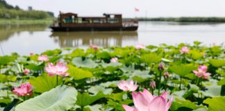 Cina: paesaggi con fiori di loto nel parco delle zone umide di Yinchuan (3)