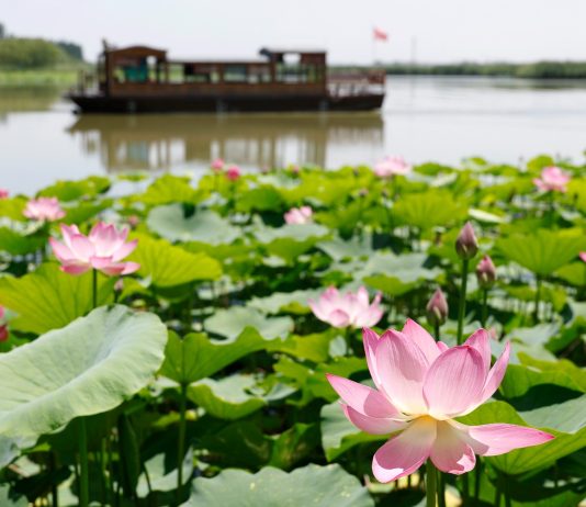 Cina: paesaggi con fiori di loto nel parco delle zone umide di Yinchuan (3)