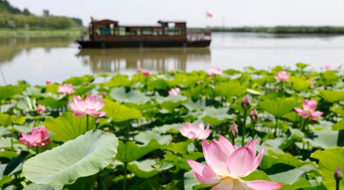Cina: paesaggi con fiori di loto nel parco delle zone umide di Yinchuan (3)