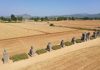 Cina: raccolto di grano tra le statue del Mausoleo Yongtai (2)