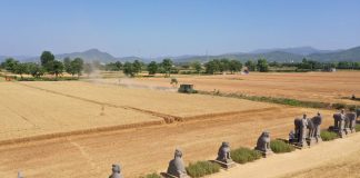 Cina: raccolto di grano tra le statue del Mausoleo Yongtai (2)