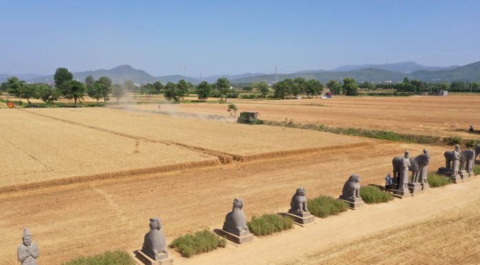 Cina: raccolto di grano tra le statue del Mausoleo Yongtai (2)