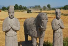 Cina: raccolto di grano tra le statue del Mausoleo Yongtai (3)