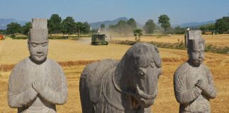 Cina: raccolto di grano tra le statue del Mausoleo Yongtai (3)