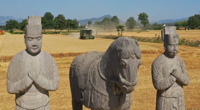 Cina: raccolto di grano tra le statue del Mausoleo Yongtai (3)