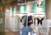 Cina: Longnan, museo degli insetti contiene oltre 4.000 esemplari (2)