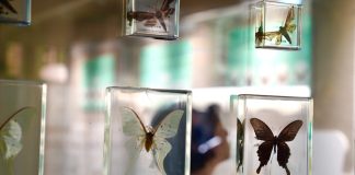 Cina: Longnan, museo degli insetti contiene oltre 4.000 esemplari (2)