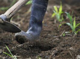 Cina, gli scarti agricoli diventano biochar ad alto valore