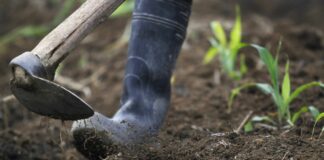 Cina, gli scarti agricoli diventano biochar ad alto valore