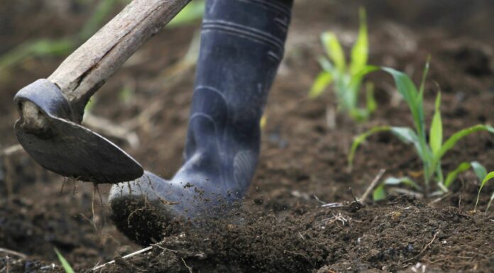 Cina, gli scarti agricoli diventano biochar ad alto valore