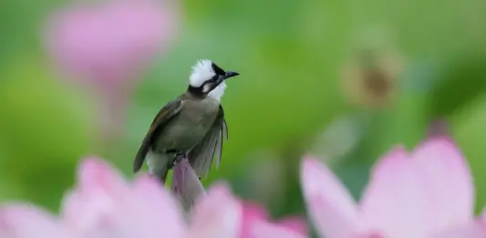 Cina, stretta sulla caccia illegale agli uccelli e i reati contro fauna selvatica
