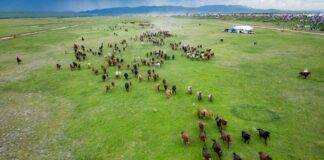 La Cina punta sulle sue praterie per migliorare l’ecosistema nazionale