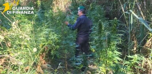 Catanzaro, scoperte due piantagioni di Canapa Indiana lungo il fiume Corace