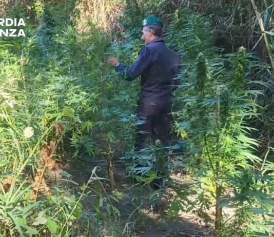 Catanzaro, scoperte due piantagioni di Canapa Indiana lungo il fiume Corace