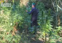 Scoperte due vaste piantagioni di canapa indiana lungo il fiume Corace, sequestrate 160 piante