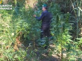 Scoperte due vaste piantagioni di canapa indiana lungo il fiume Corace, sequestrate 160 piante