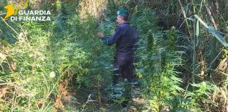 Scoperte due vaste piantagioni di canapa indiana lungo il fiume Corace, sequestrate 160 piante