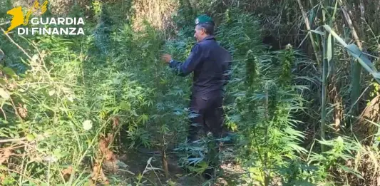 Scoperte due vaste piantagioni di canapa indiana lungo il fiume Corace, sequestrate 160 piante