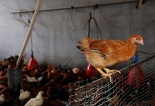 Zootecnia, verso l’attivazione della riserva di crisi UE sollecitata da Confagricoltura