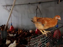 Zootecnia, verso l’attivazione della riserva di crisi UE sollecitata da Confagricoltura