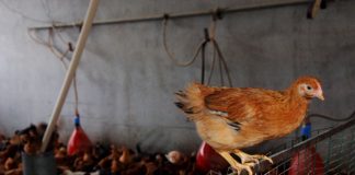 Zootecnia, verso l’attivazione della riserva di crisi UE sollecitata da Confagricoltura