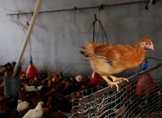 Zootecnia, verso l’attivazione della riserva di crisi UE sollecitata da Confagricoltura