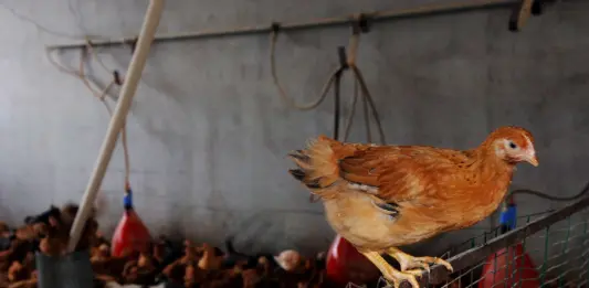 Zootecnia, verso l’attivazione della riserva di crisi UE sollecitata da Confagricoltura