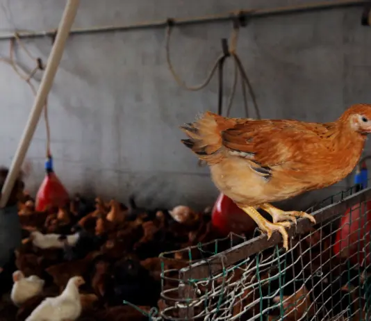 Zootecnia, verso l’attivazione della riserva di crisi UE sollecitata da Confagricoltura