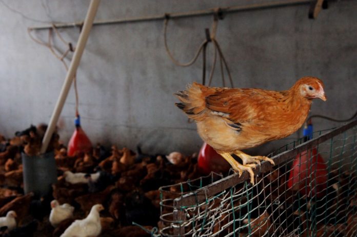 CASCINA AZIENDA AGRICOLA ALLEVAMENTO A TERRA DI GALLINE POLLI A PALAZZOLO SULL'OGLIO AVIARIA ALLEVAMENTO AVICOLO