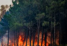 Incendi, WWF “Nel 2026 in Italia ettari bruciati in aumento del 133% rispetto a media ultimi 20 anni”