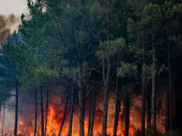 Incendi, WWF “Nel 2026 in Italia ettari bruciati in aumento del 133% rispetto a media ultimi 20 anni”