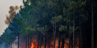 Incendi, WWF “Nel 2026 in Italia ettari bruciati in aumento del 133% rispetto a media ultimi 20 anni”