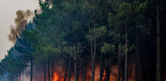 Incendi, WWF “Nel 2026 in Italia ettari bruciati in aumento del 133% rispetto a media ultimi 20 anni”