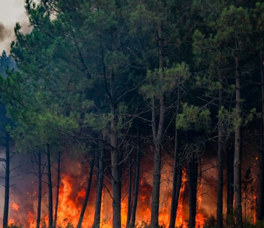 Incendi, WWF “Nel 2026 in Italia ettari bruciati in aumento del 133% rispetto a media ultimi 20 anni”