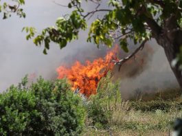 Incendi, migliora la situazione nel Palermitano mentre resta l’allerta nell’Agrigentino. Un vigile del fuoco muore durante i soccorsi