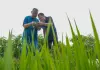 Cina: esperto agricolo dedica oltre sei decenni allo sviluppo delle campagne (1)