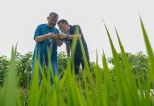 Cina: esperto agricolo dedica oltre sei decenni allo sviluppo delle campagne (1)