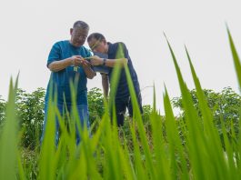 Cina: esperto agricolo dedica oltre sei decenni allo sviluppo delle campagne (1)