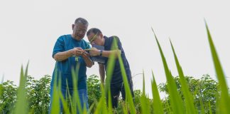 Cina: esperto agricolo dedica oltre sei decenni allo sviluppo delle campagne (1)