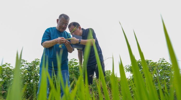 Cina: esperto agricolo dedica oltre sei decenni allo sviluppo delle campagne (1)