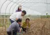 Cina: esperto agricolo dedica oltre sei decenni allo sviluppo delle campagne (2)