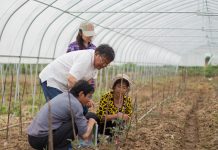Cina: esperto agricolo dedica oltre sei decenni allo sviluppo delle campagne (2)