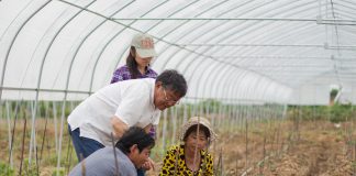 Cina: esperto agricolo dedica oltre sei decenni allo sviluppo delle campagne (2)