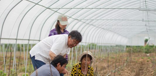 Cina: esperto agricolo dedica oltre sei decenni allo sviluppo delle campagne (2)